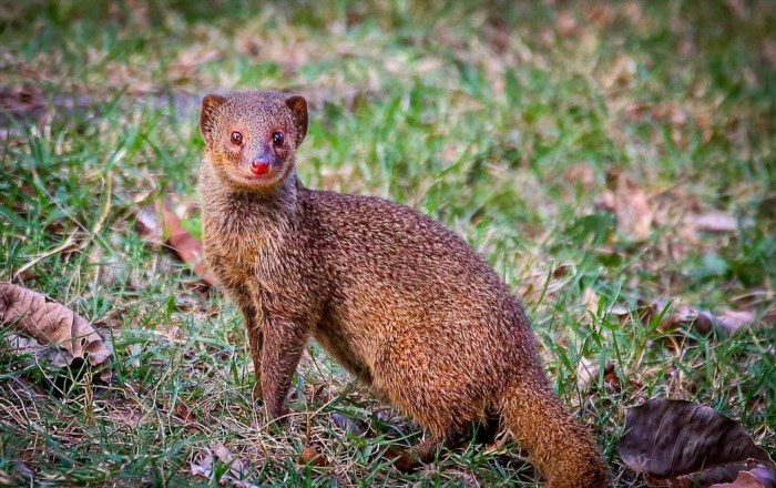 Hành vi của cầy Mangut được biết đến là một loài động vật săn mồi tinh vi và linh hoạt, chúng thường di chuyển đơn độc hoặc theo nhóm nhỏ để tìm kiếm thức ăn và bảo vệ lãnh thổ của mình.
