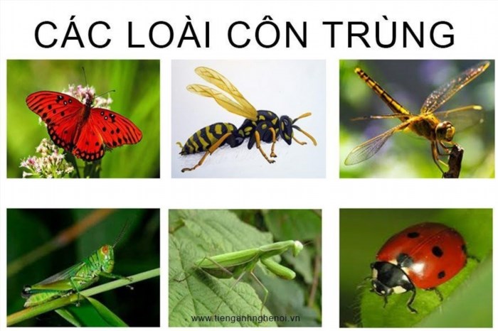 Bạn có biết từ tiếng Anh đồng nghĩa với từ loài côn trùng này không?